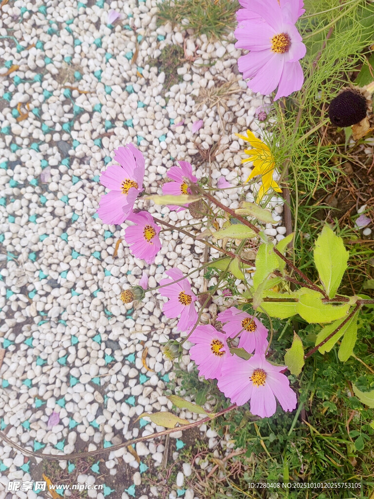 粉色小花綻放于多彩地面