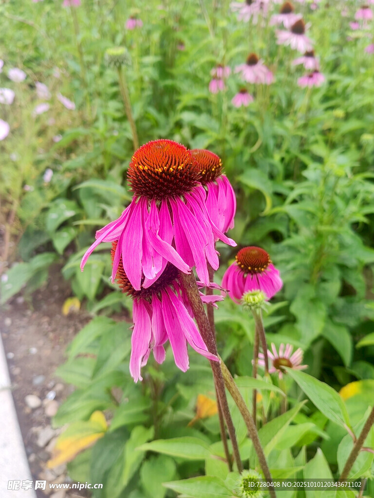 艷麗紫錐菊綻放于綠野