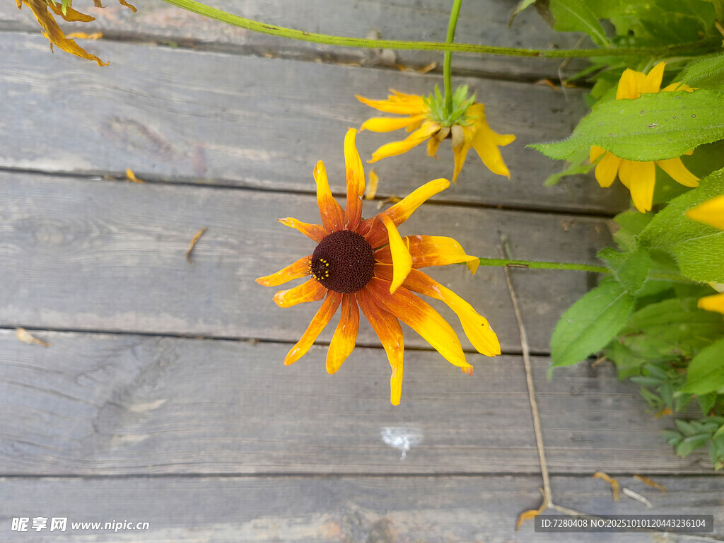 木棧道上的鮮艷黑心金光菊