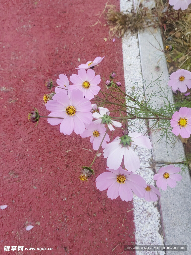 路邊綻放的粉色小野花