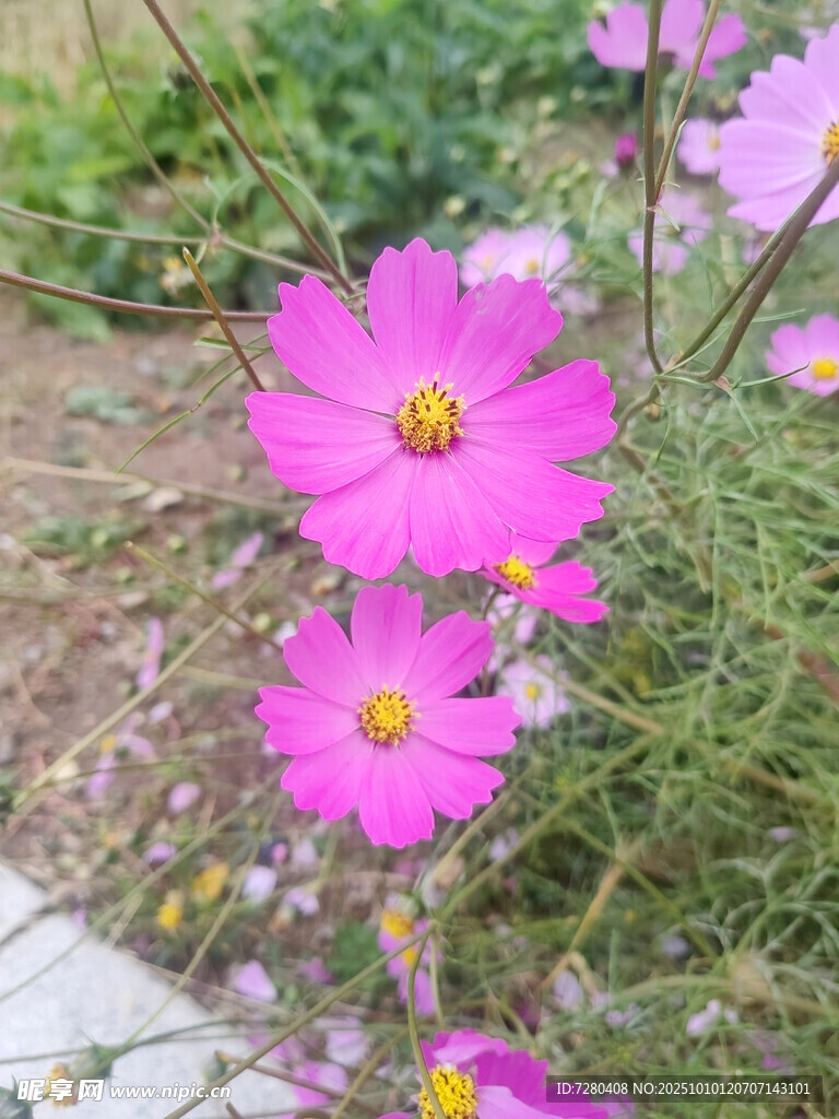 嬌艷波斯菊綻放于草地