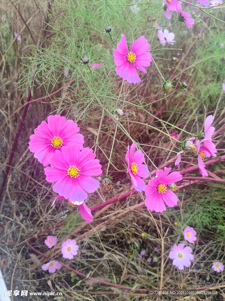 草叢中的嬌艷粉色花朵