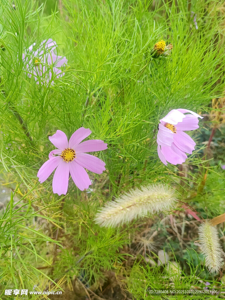 草地上的美麗粉色小花