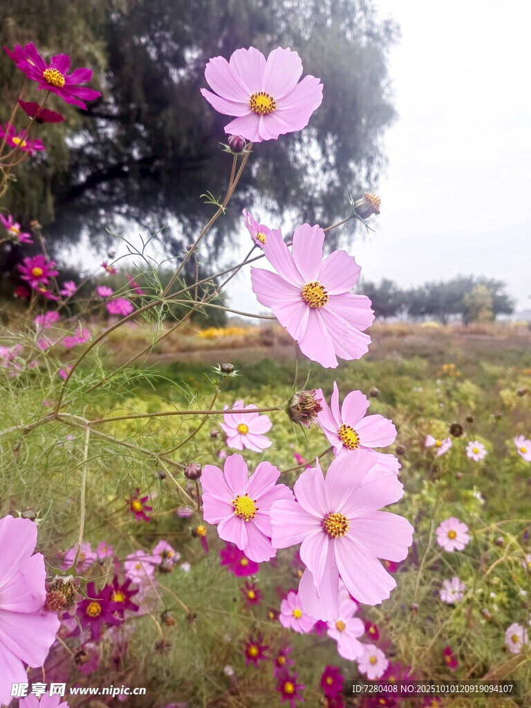 爛漫波斯菊綻放于綠野