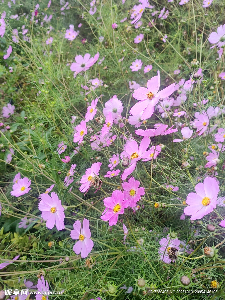 粉色格桑花綻放的花田
