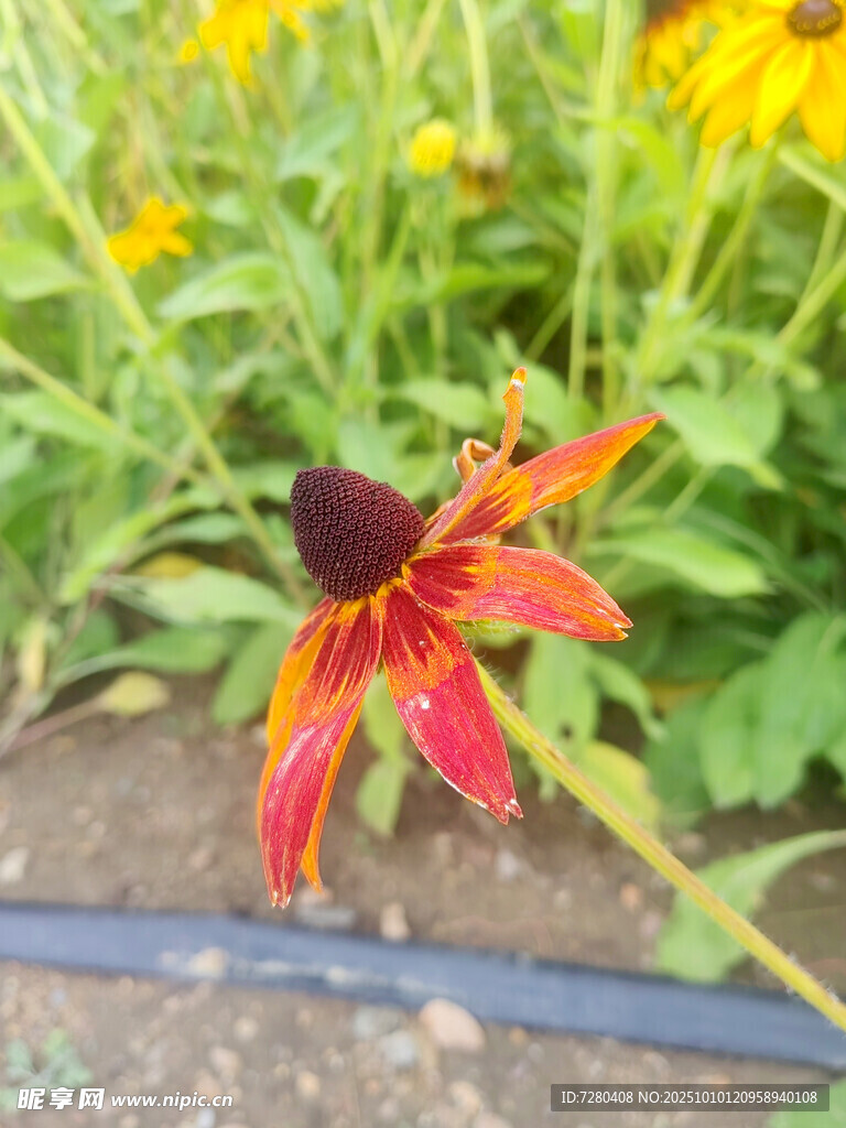 艷麗雙色黑心菊特寫