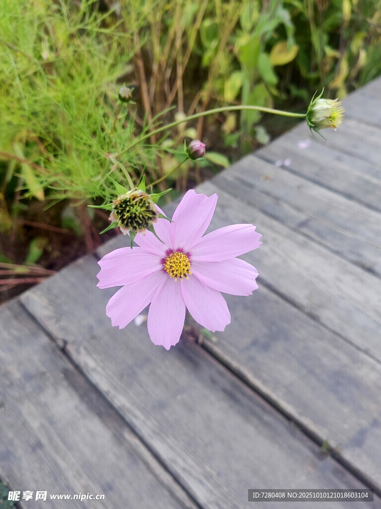 木板上的單朵粉色小雛菊