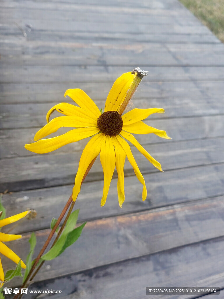 木棧道上的黃色黑心菊