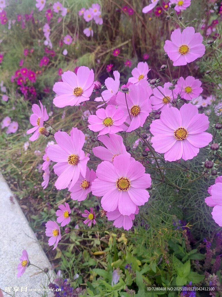 粉色波斯菊綻放于花叢