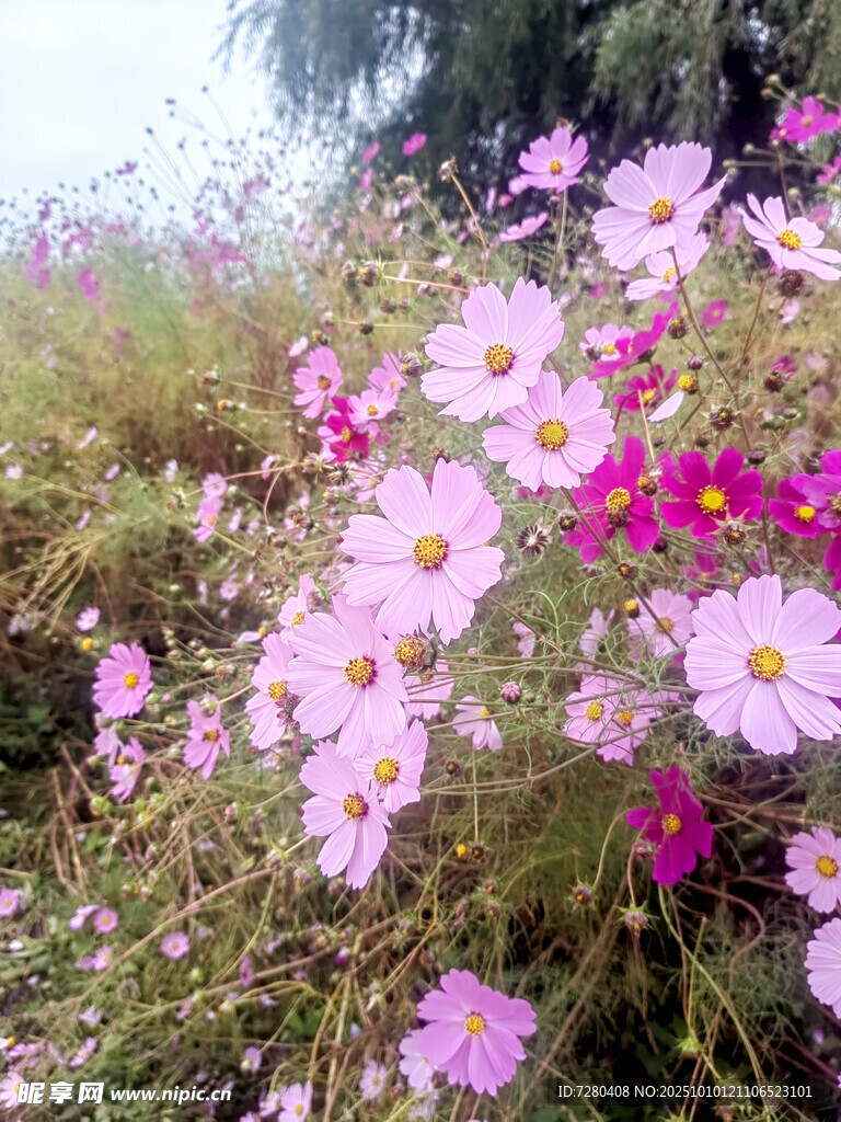 爛漫波斯菊綻放于草地