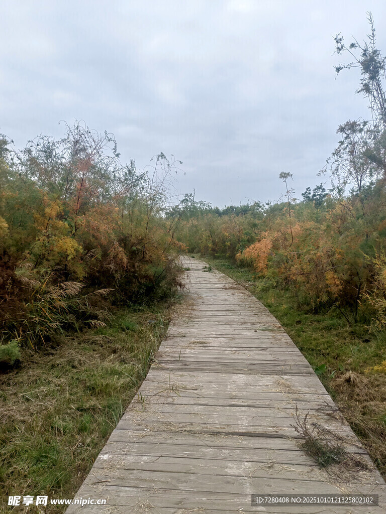 林間木棧道秋色迷人景