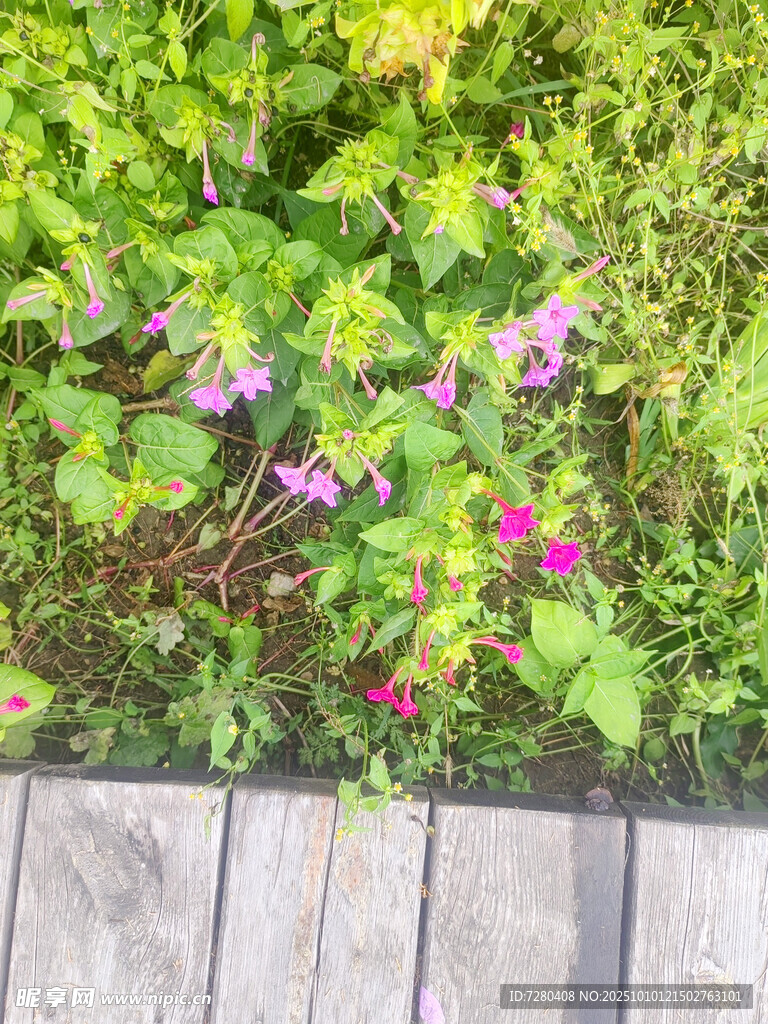 木棧道旁多彩花草景觀