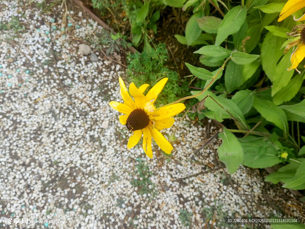 石邊綻放的黃色小雛菊
