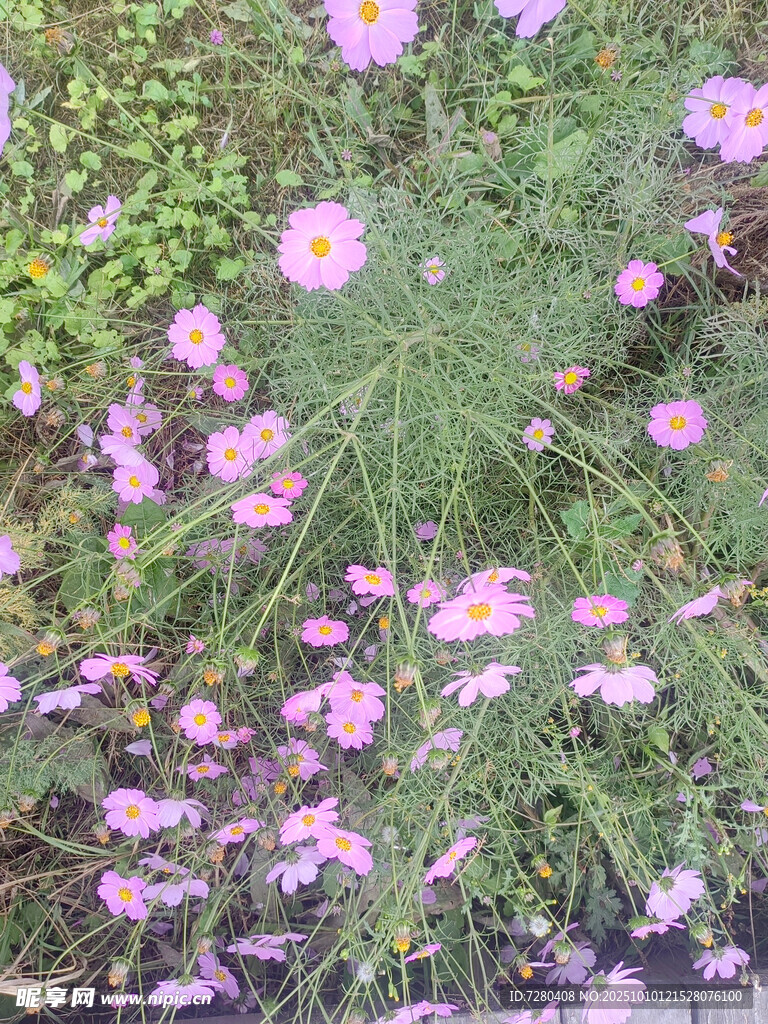 爛漫波斯菊綻放于綠野
