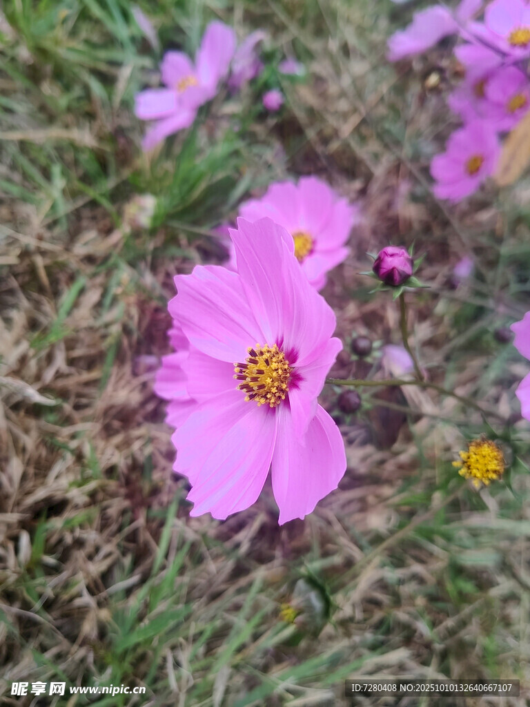 草地上的粉色波斯菊