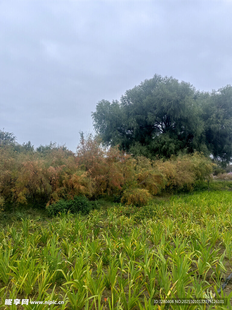 田野風(fēng)光綠意盎然的景致