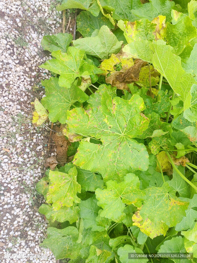 路邊翠綠植物生機(jī)盎然