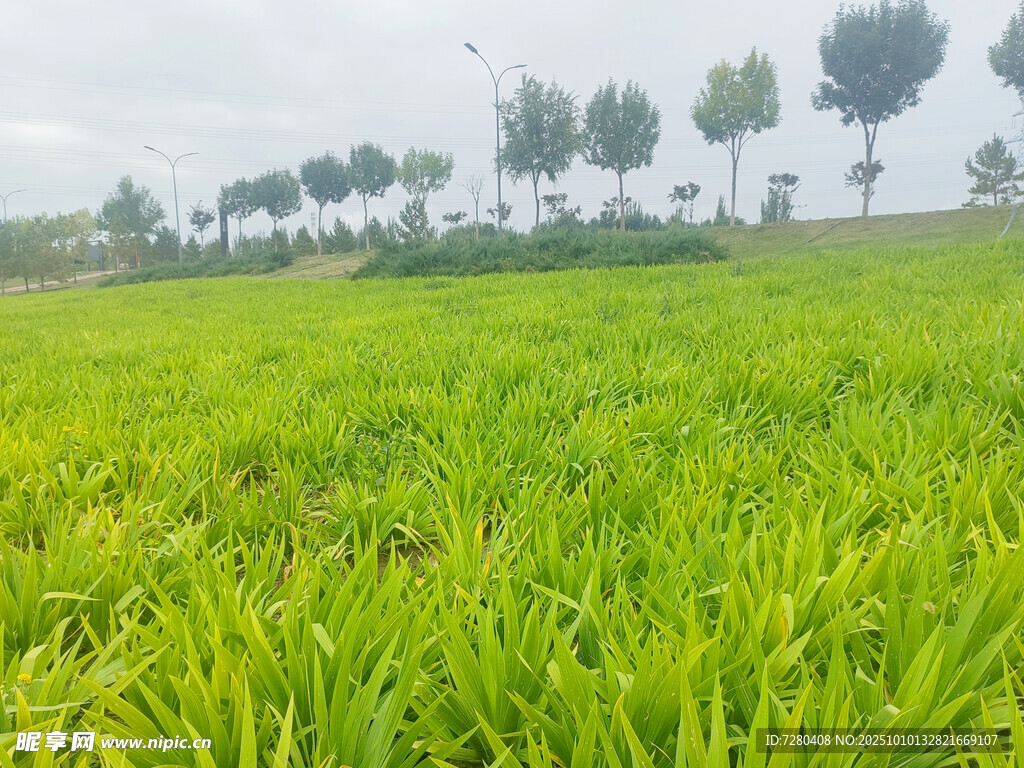 翠綠田野與遠處樹木風(fēng)景