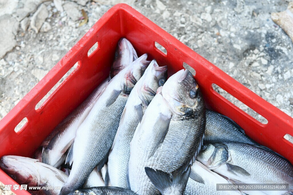 紅色箱內(nèi)鮮魚滿滿