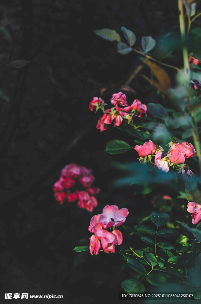 薔薇花