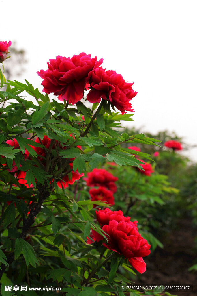 薔薇花