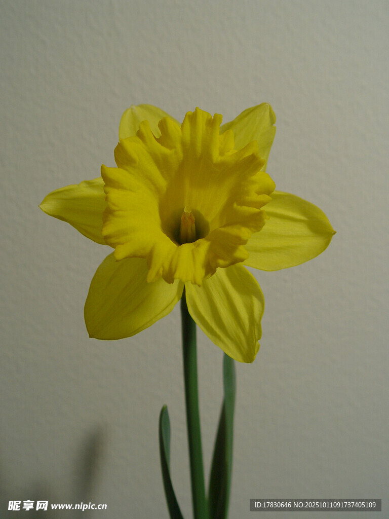 水仙花