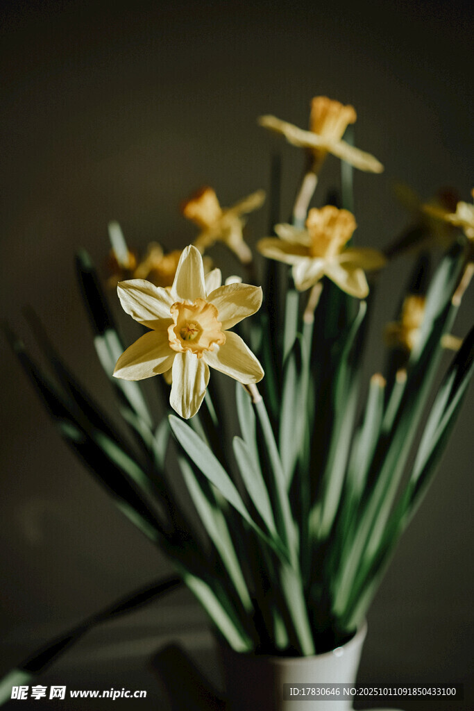 水仙花