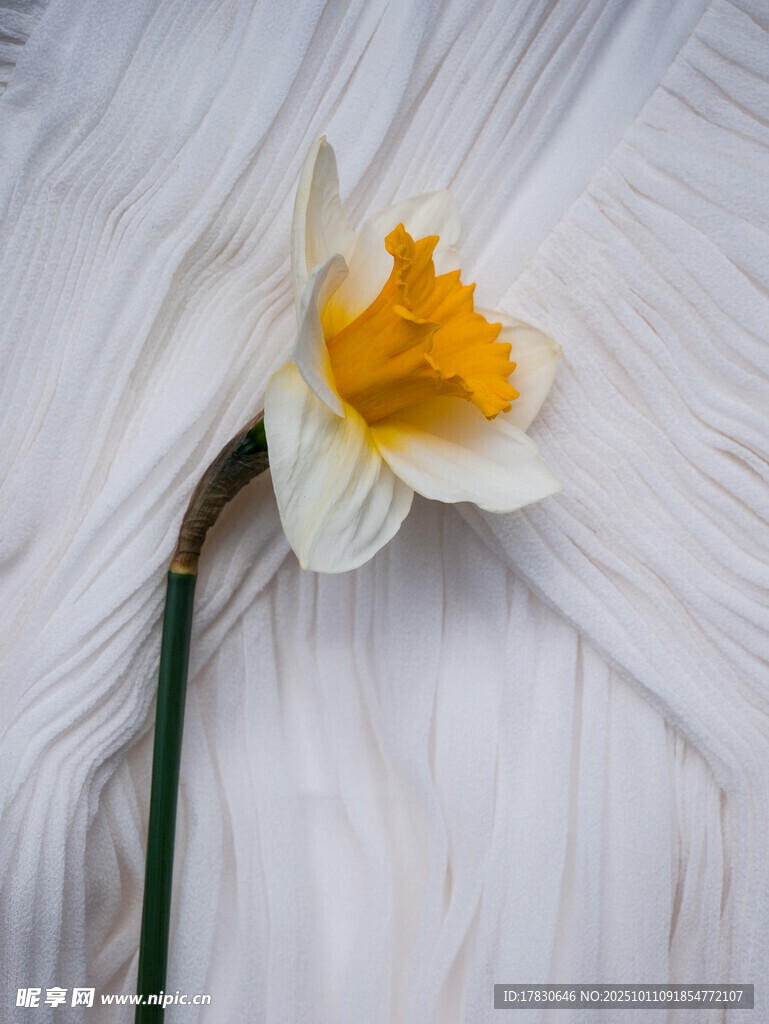 水仙花