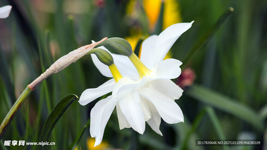 水仙花