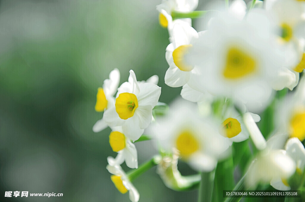 水仙花