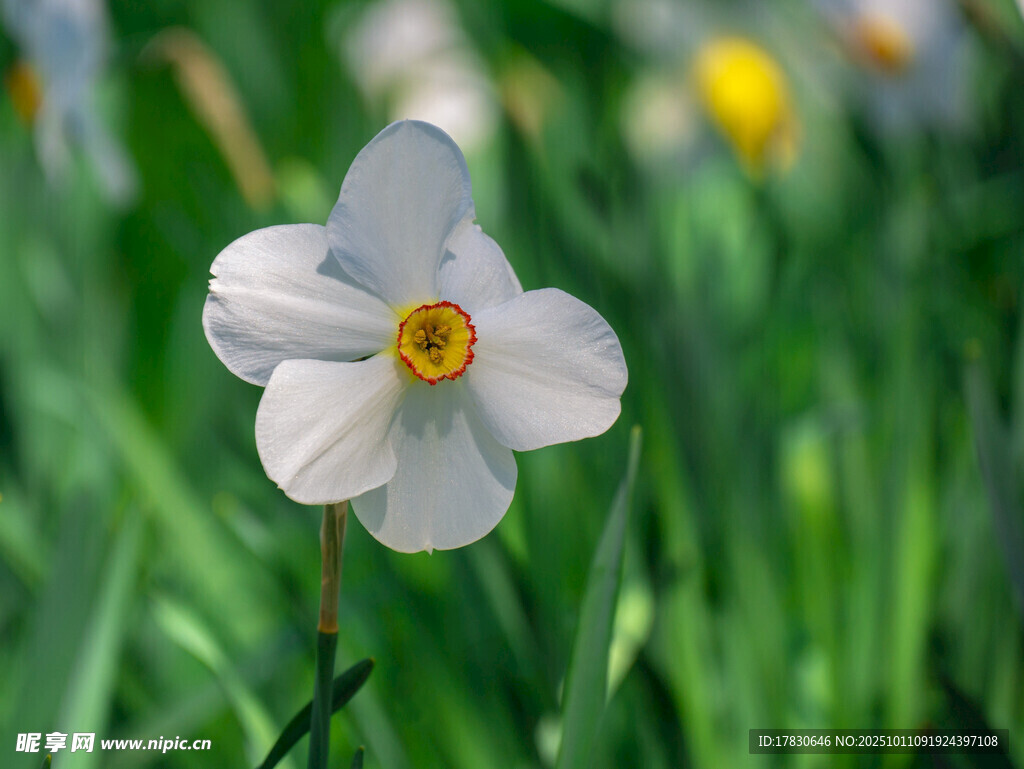水仙花