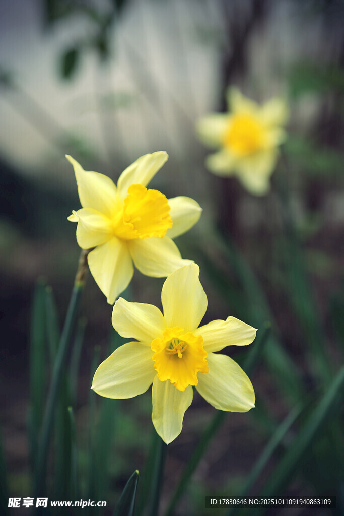 水仙花