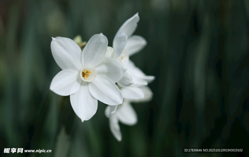 水仙花