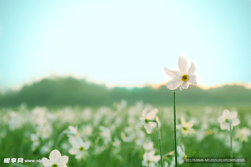 水仙花