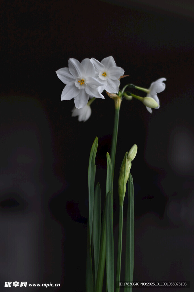 水仙花