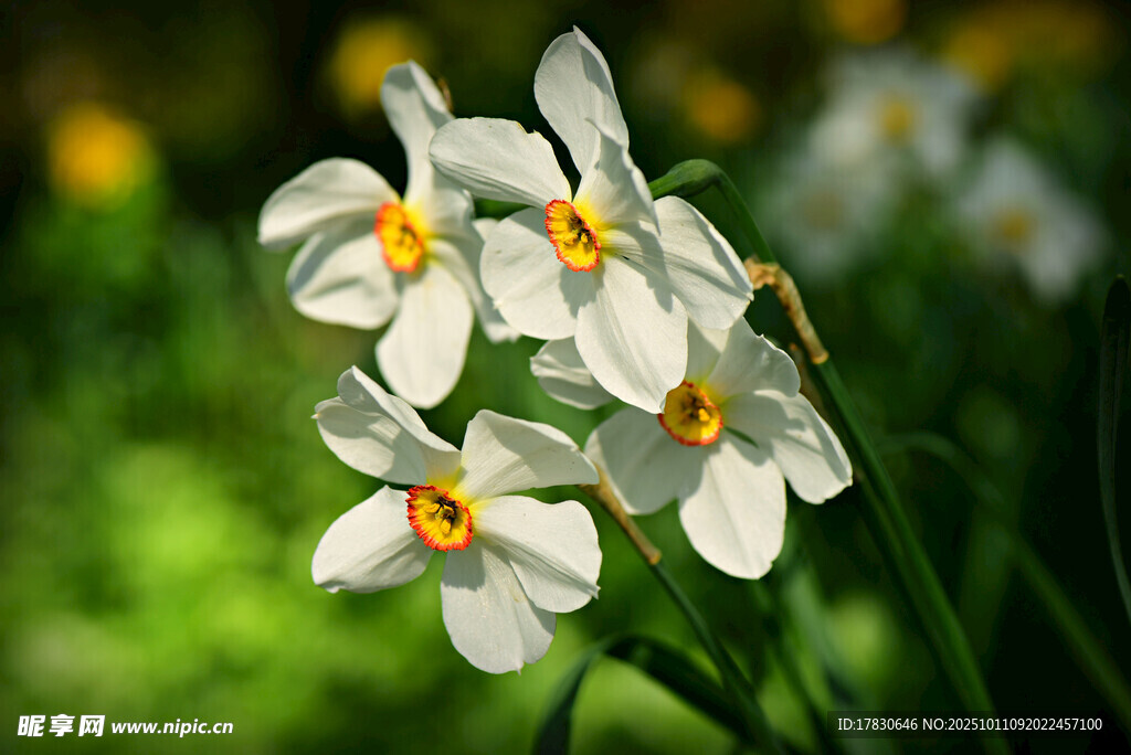 水仙花