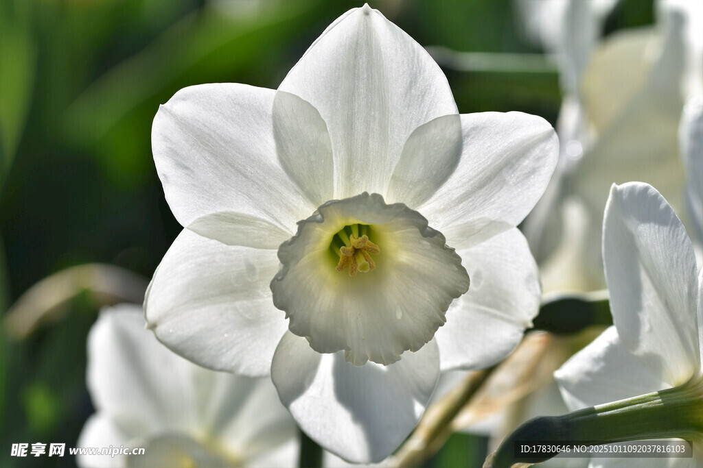 水仙花