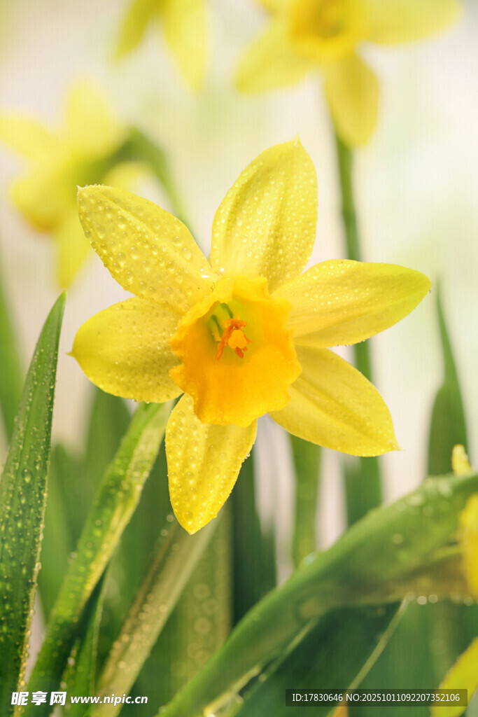 水仙花