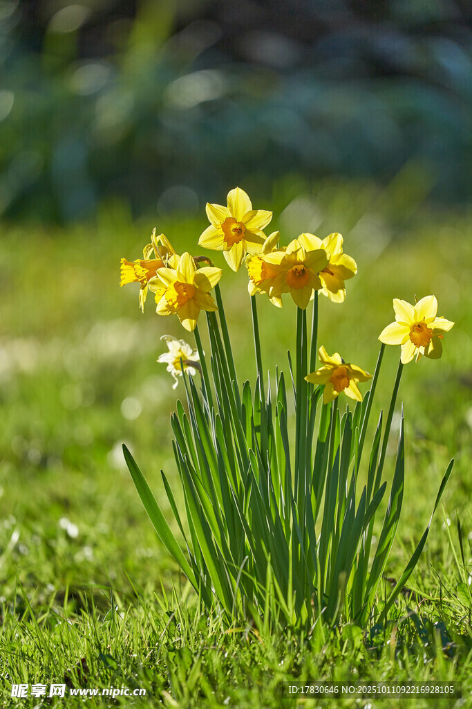 水仙花
