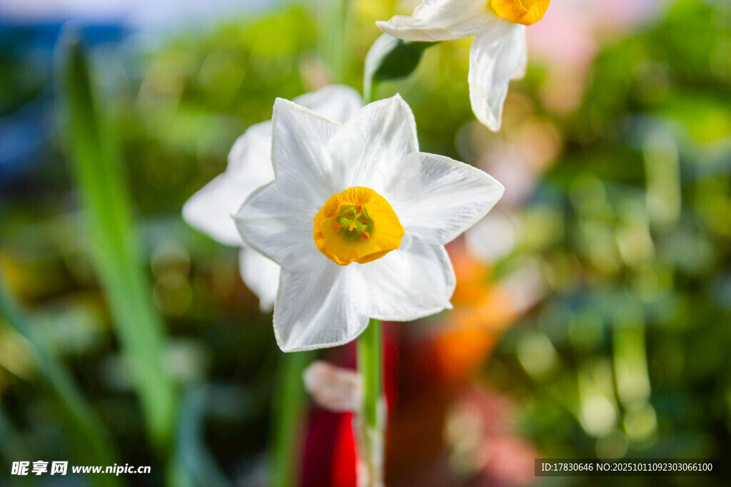 水仙花