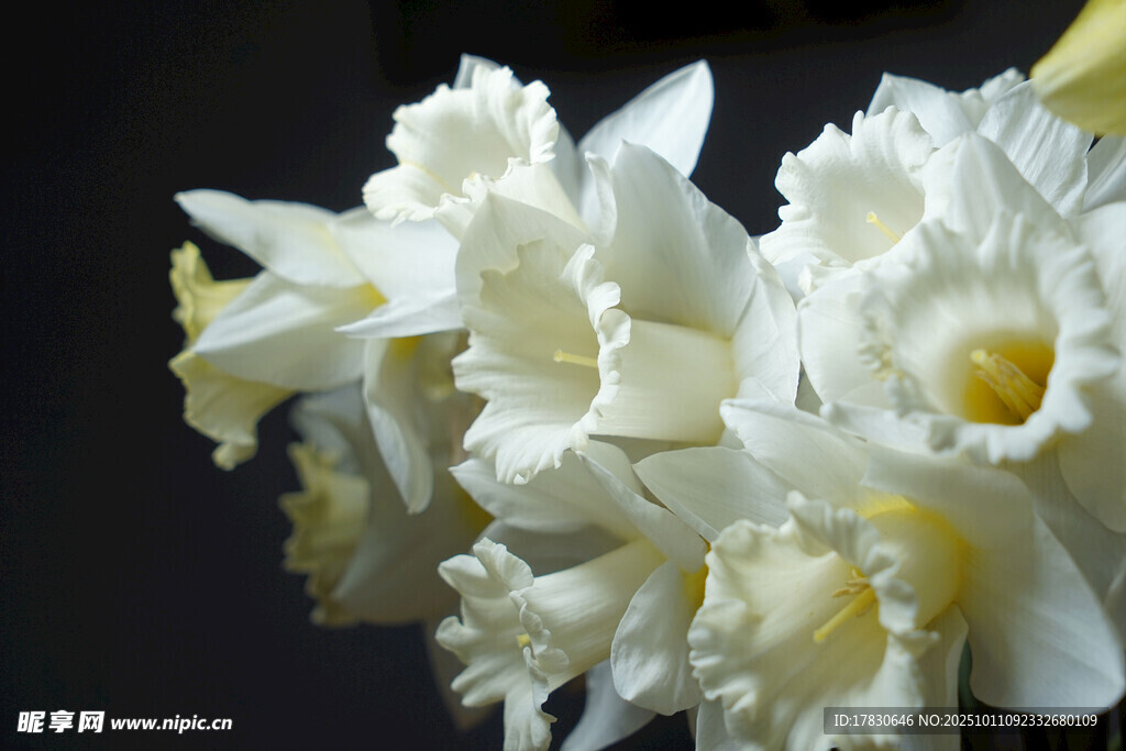 水仙花
