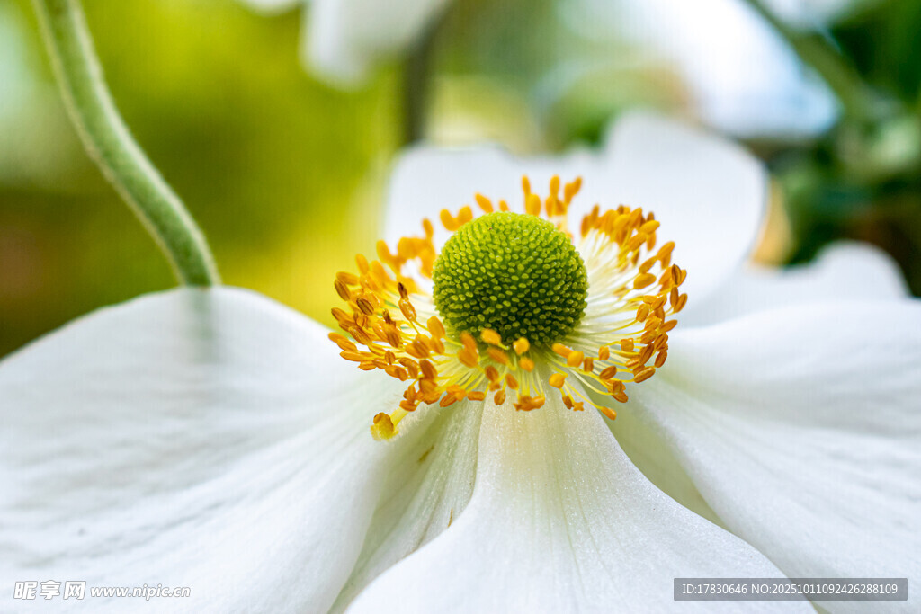 水仙花