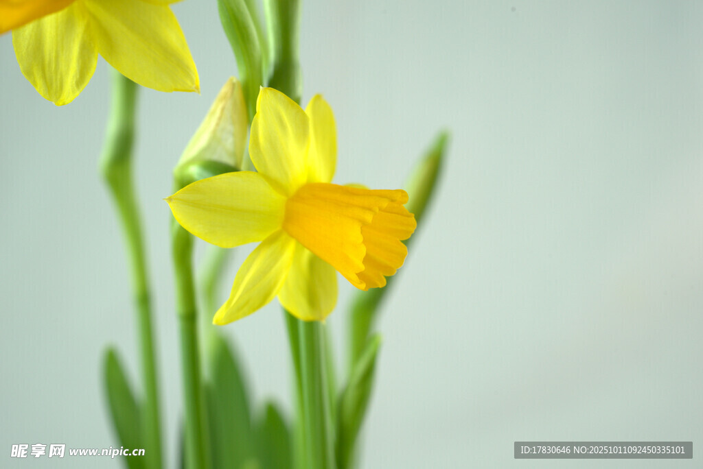 水仙花