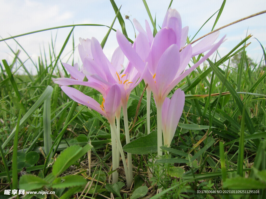 水仙花