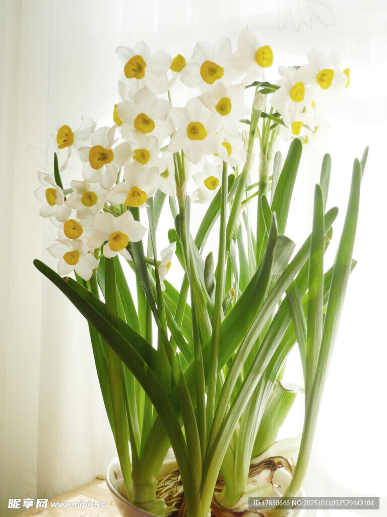 水仙花