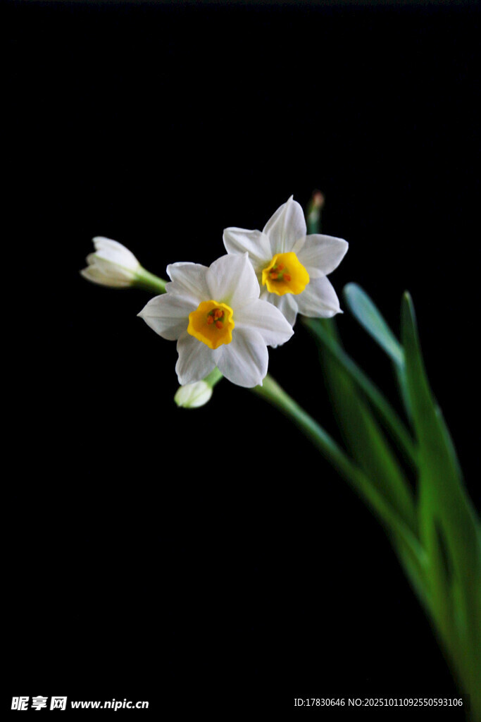 水仙花