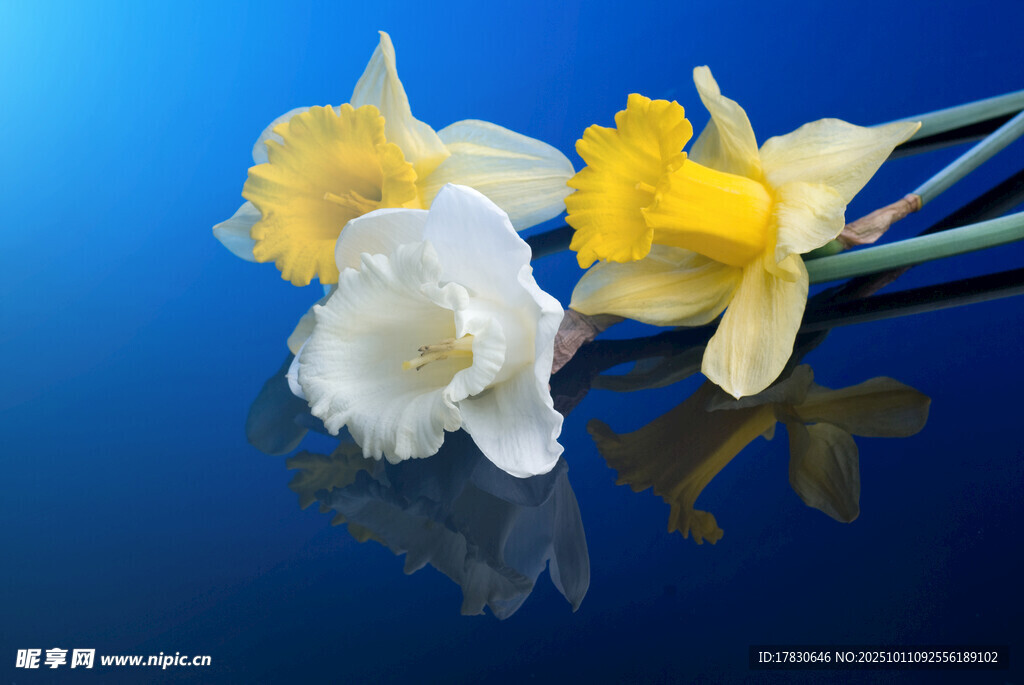 水仙花