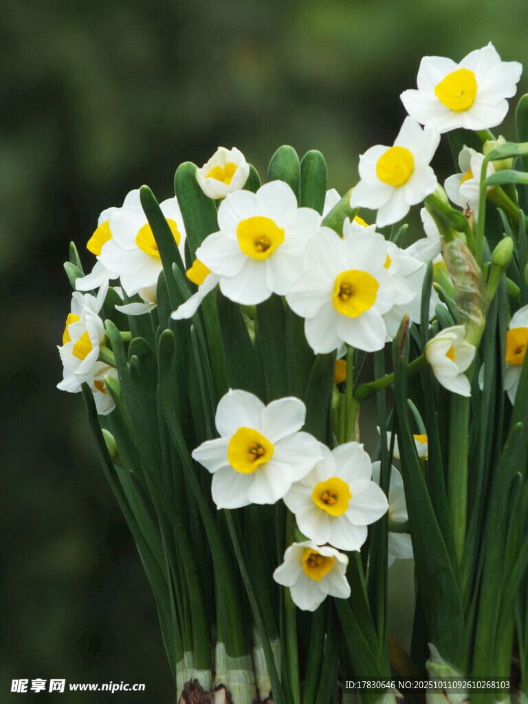 水仙花