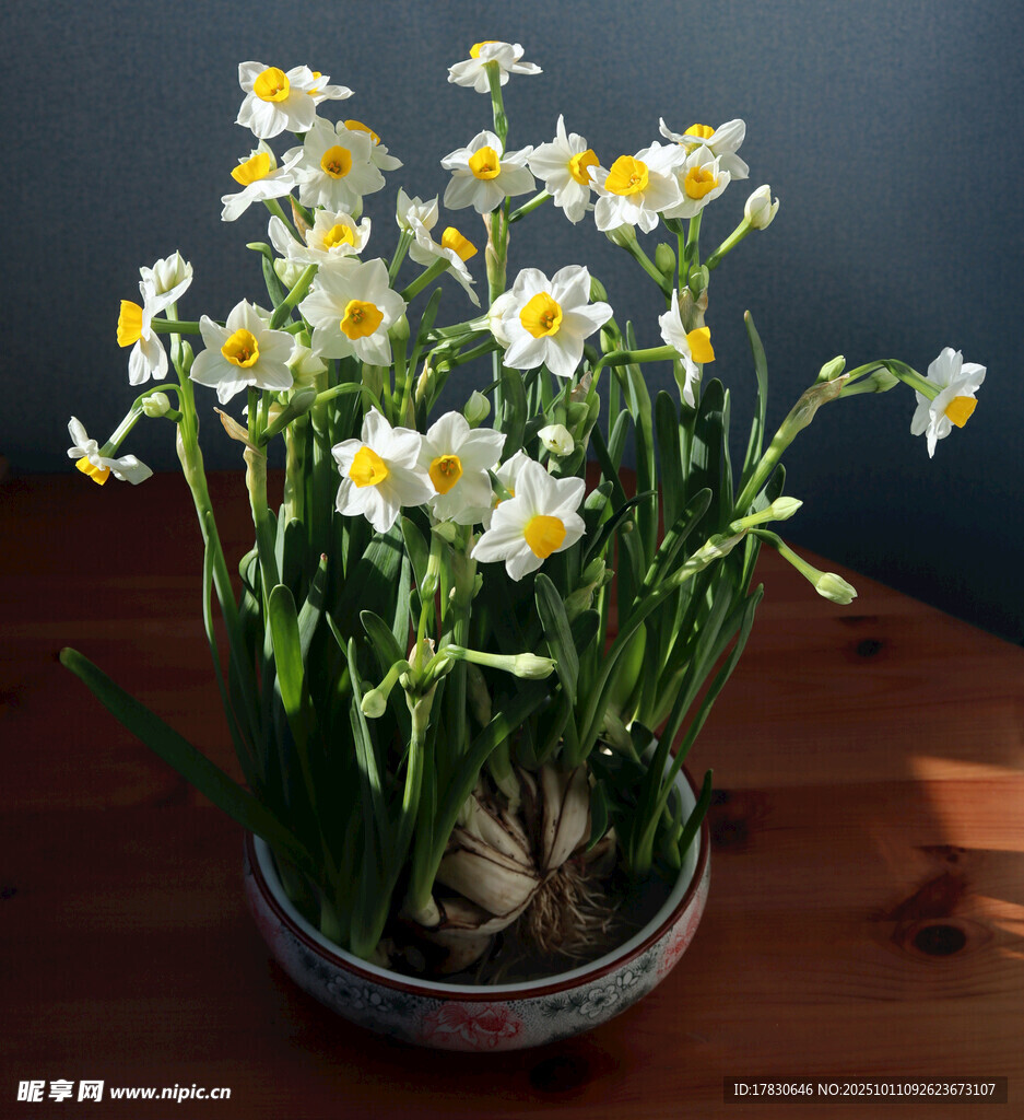 水仙花