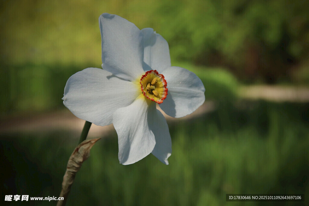 水仙花